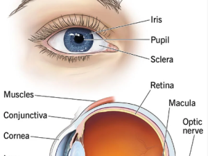 EYE TREATMENT COST IN INDIA